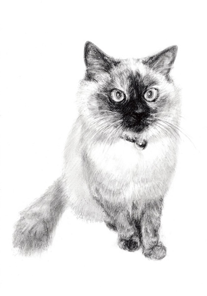  猫デッサン02