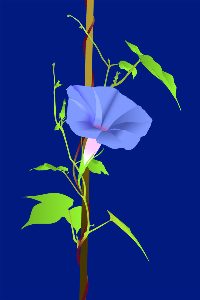 朝顔 1